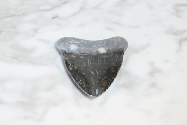 Marble Megalodon Tooth 4"