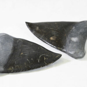 Marble Megalodon Tooth 4" - Turtleman Foundation Purchase (One Tooth)