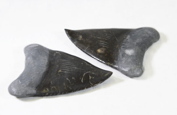 Two Marble Megalodon Tooth 4"