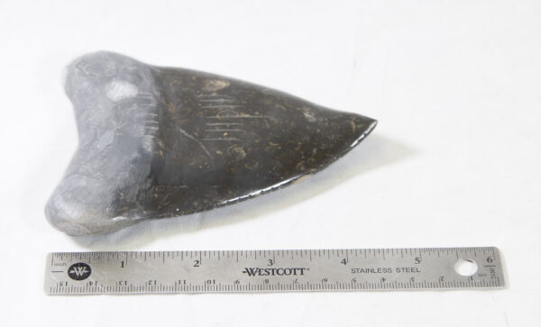 Two Marble Megalodon Tooth 4" with ruler for size