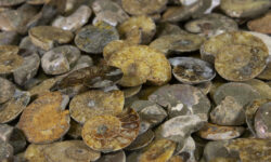 Pile of Cabochon Ammonite Pieces