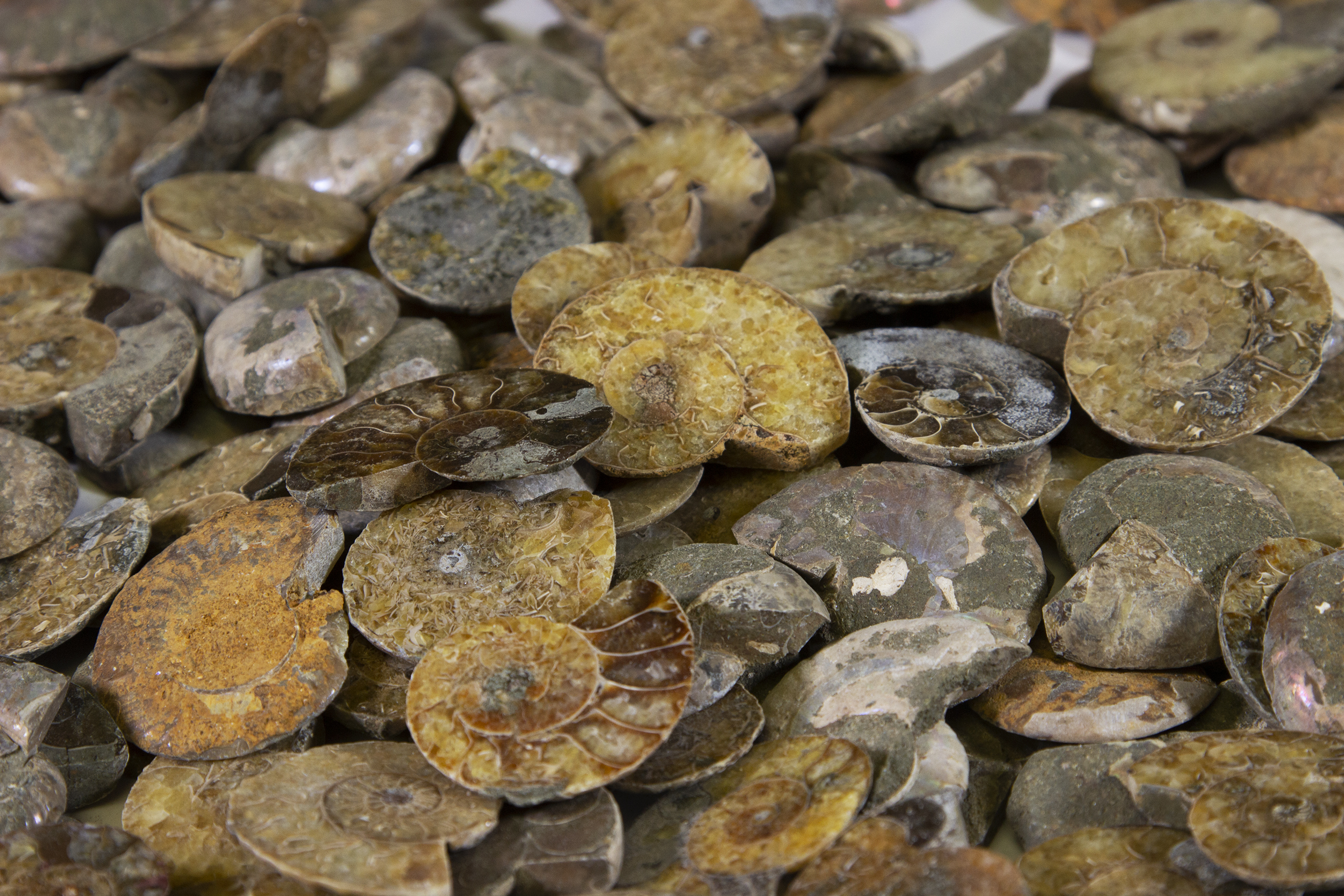 Pile of Cabochon Ammonite Pieces