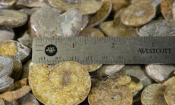 Cabochon Ammonite - Pair
