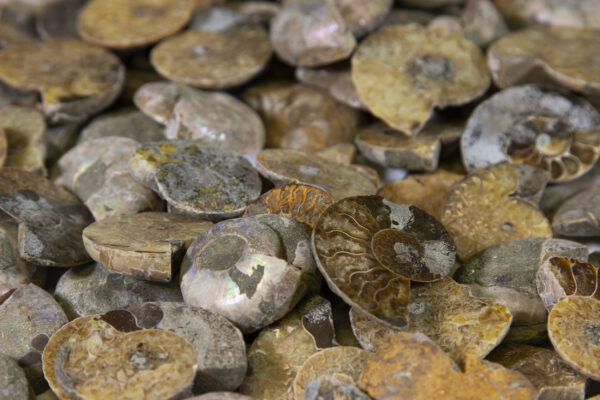Close view of pile of Cabochon Ammonite Pieces