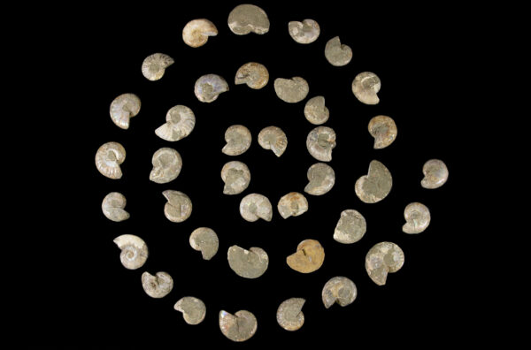 Cabochon Ammonite Pieces arranged in spiral top view