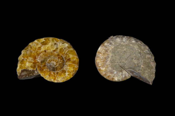 Two Cabochon Ammonite Pieces