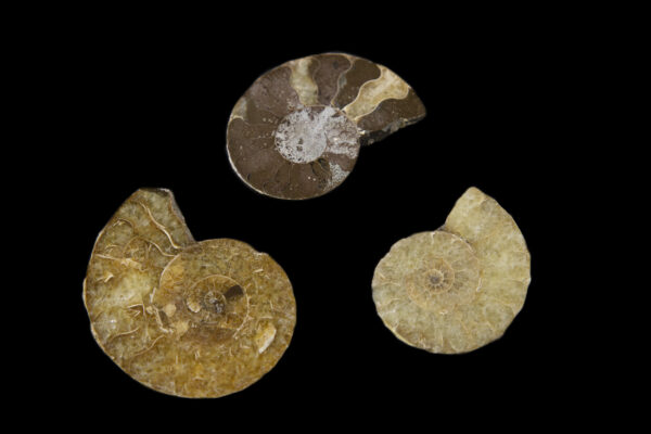 Three Cabochon Ammonite fossils
