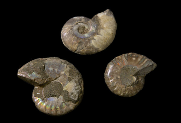 Three Cabochon Ammonite Pieces