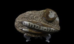 Brown Orthoceras and Ammonite Plaque