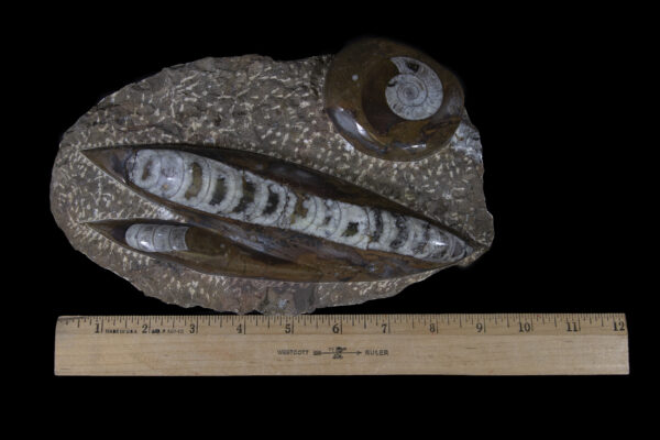 Brown Orthoceras and Ammonite Plaque with ruler for size