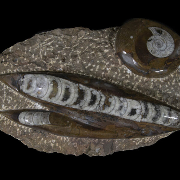 Brown Orthoceras and Ammonite Plaque