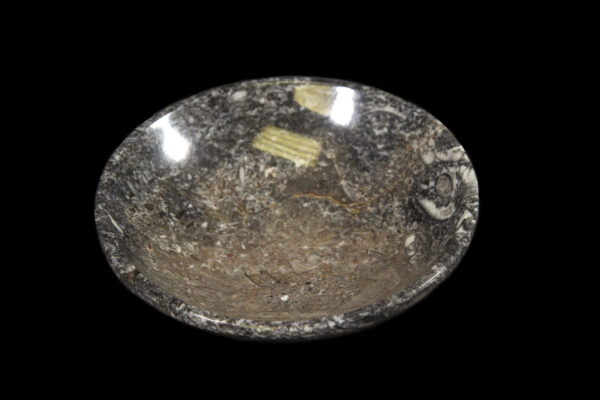 Ammonite and Orthoceras Bowl top view