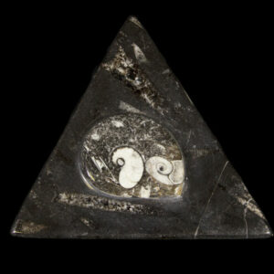 Triangle Orthoceras and Ammonite Box