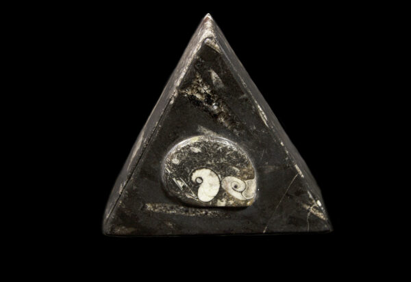 Triangle Orthoceras and Ammonite Box top view