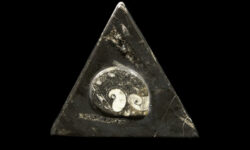 Triangle Orthoceras and Ammonite Trinket Box