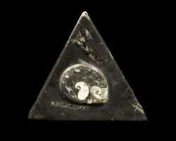 Triangle Orthoceras and Ammonite Trinket Box