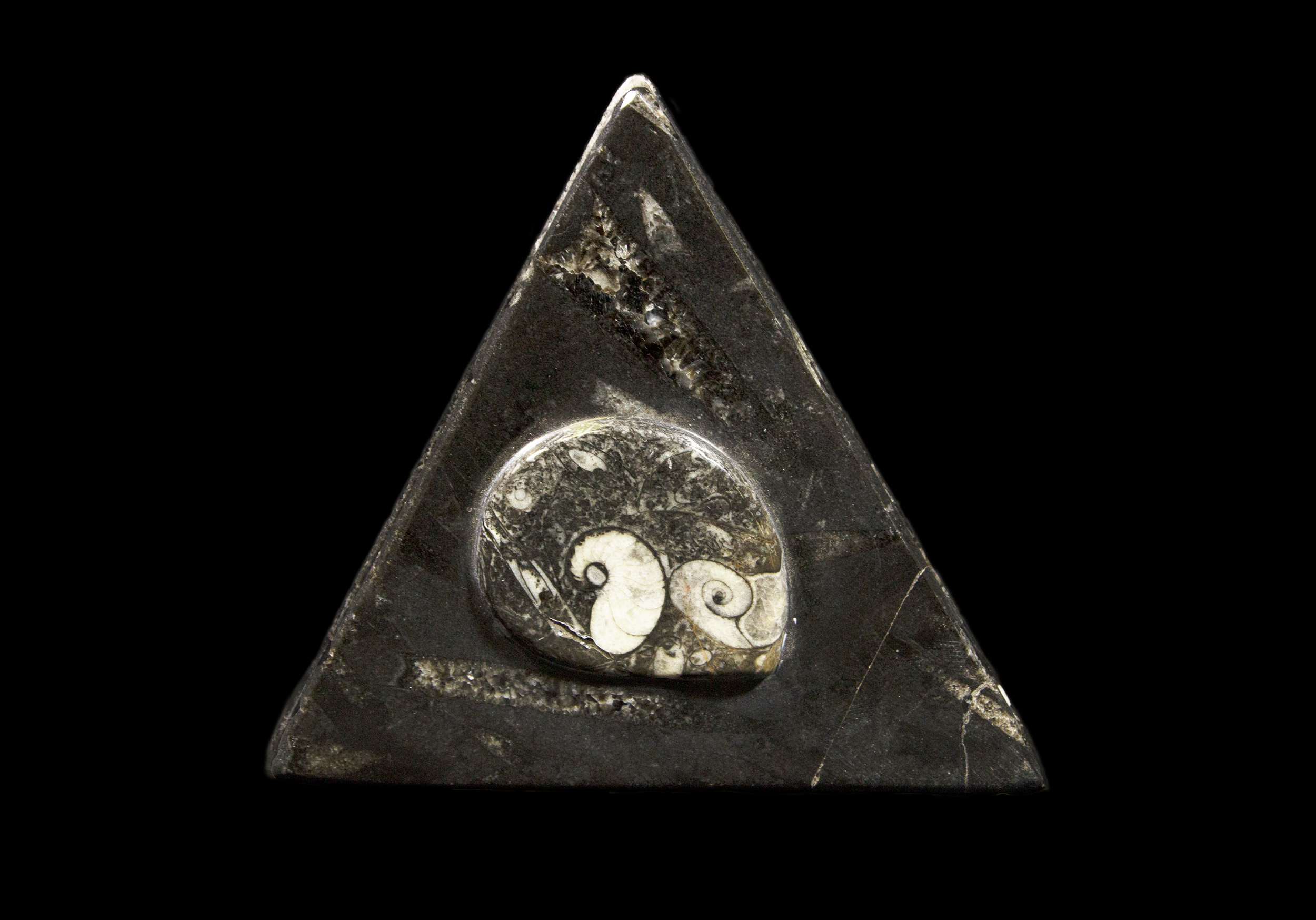 Triangle Orthoceras and Ammonite Box front view