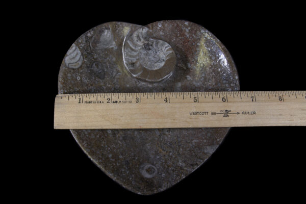 Brown Heart Shaped Ammonite and Orthoceras Dish with ruler for size
