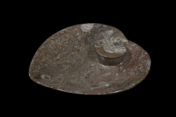 Brown Heart Shaped Ammonite and Orthoceras Dish side view