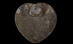 Brown Heart Shaped Ammonite and Orthoceras Dish
