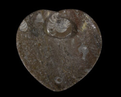 Brown Heart Shaped Ammonite and Orthoceras Dish