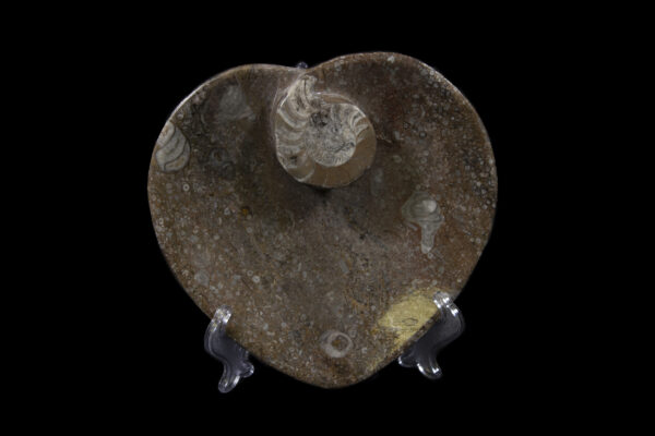Brown Heart Shaped Ammonite and Orthoceras Dish front view