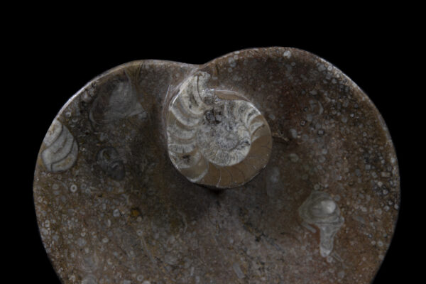 Brown Heart Shaped Ammonite and Orthoceras Dish close view