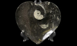 Black Heart Shaped Ammonite and Orthoceras Dish - Large