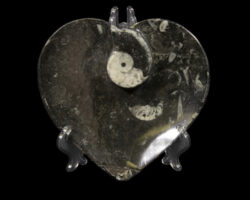 Black Heart Shaped Ammonite and Orthoceras Dish