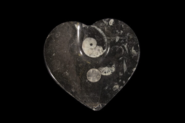 Black Heart Shaped Ammonite and Orthoceras Dish with quarter for size