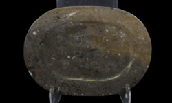 Brown Ammonite and Orthoceras Oval Platter