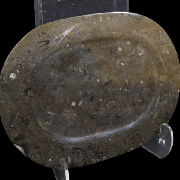 Brown Ammonite and Orthoceras Oval Platter