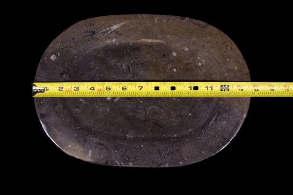 Brown Ammonite and Orthoceras Oval Plate with ruler for size