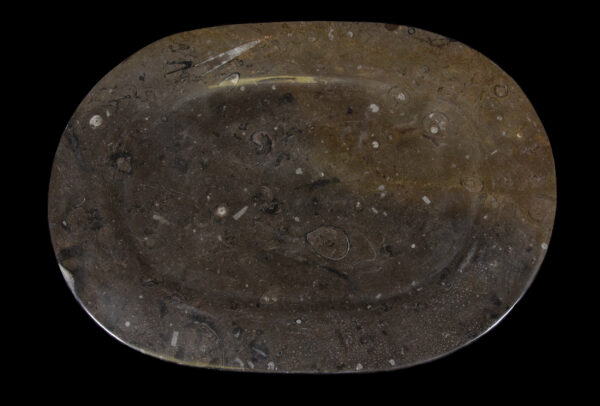 Brown Ammonite and Orthoceras Oval Plate