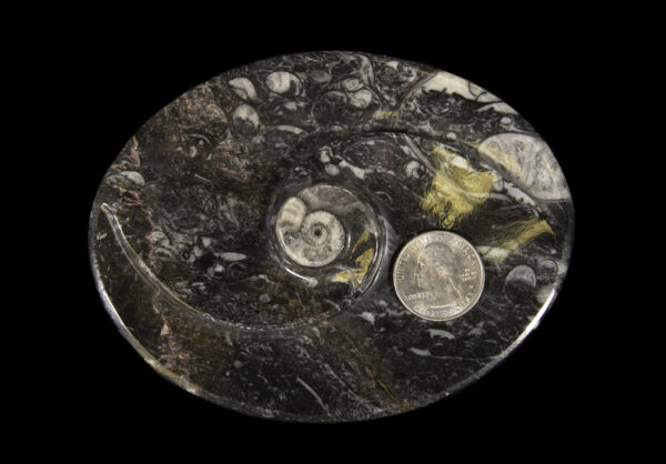 Black Ammonite and Orthoceras Oval Spiral Tray with coin for size