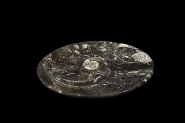 Black Ammonite and Orthoceras Oval Spiral Tray top view