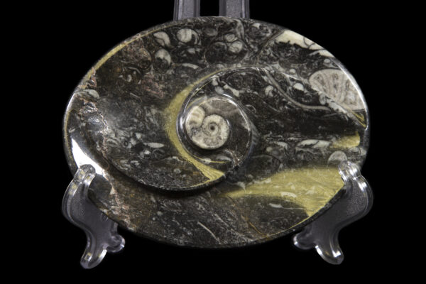 Black Ammonite and Orthoceras Oval Spiral Tray close view