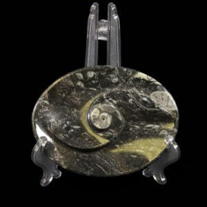 Black Ammonite and Orthoceras Oval Spiral Tray