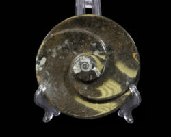 Ammonite and Orthoceras Round Spiral Tray