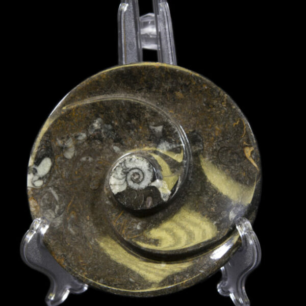 Ammonite and Orthoceras Round Spiral Tray