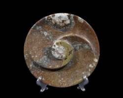 Brown Ammonite Round Spiral Dish