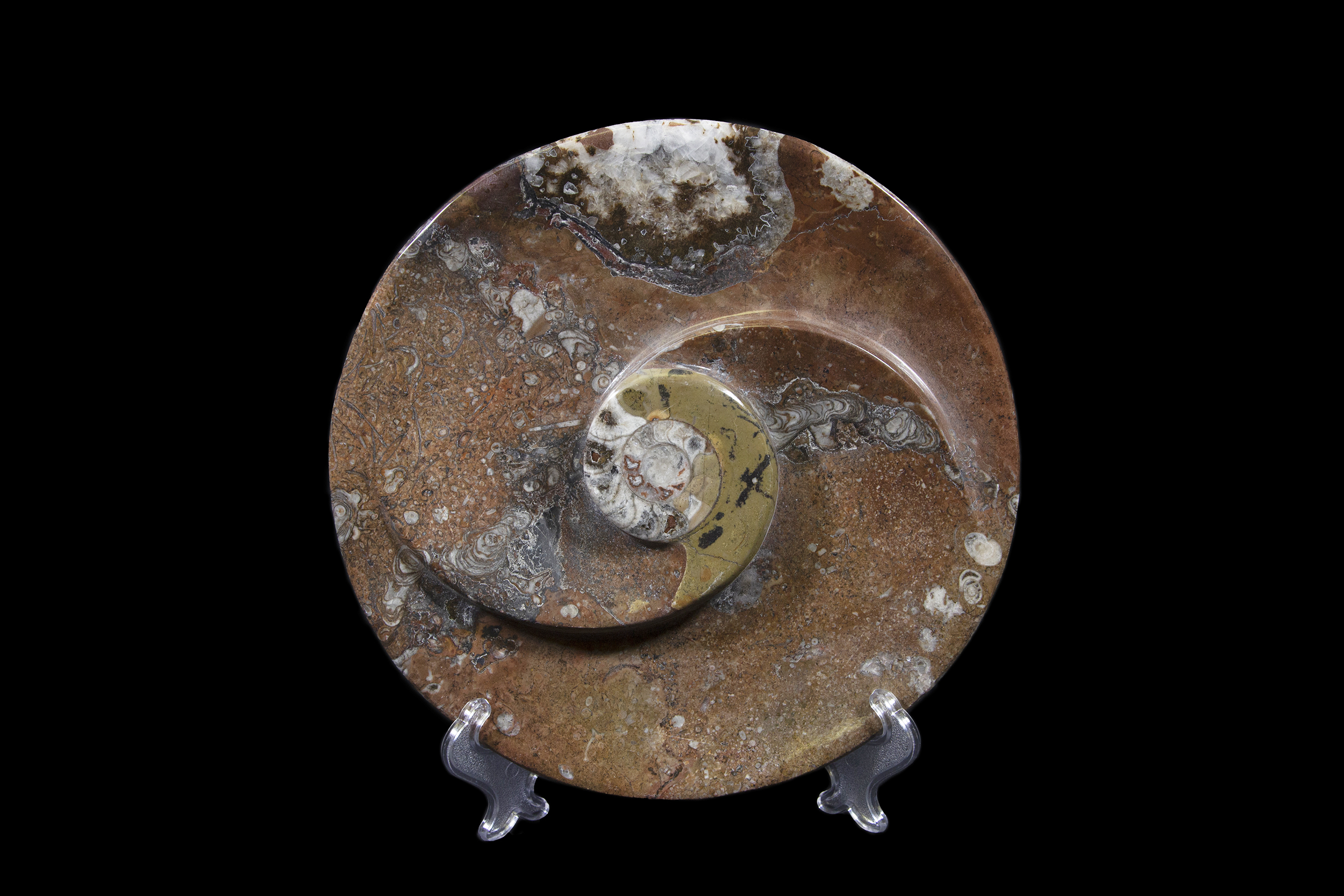 Brown Ammonite Round Spiral Dish propped up for display