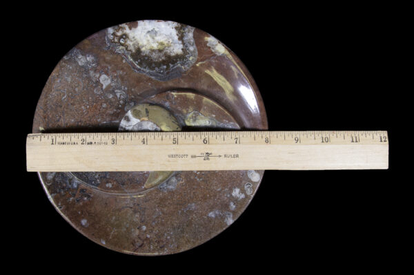 Brown Ammonite Round Spiral Dish with ruler for size