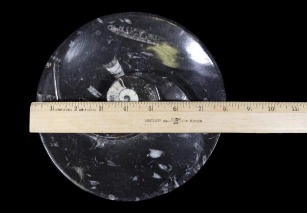 Black Ammonite and Orthoceras Round Spiral Dish with ruler for size