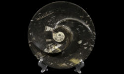 Black Ammonite and Orthoceras Round Spiral Dish