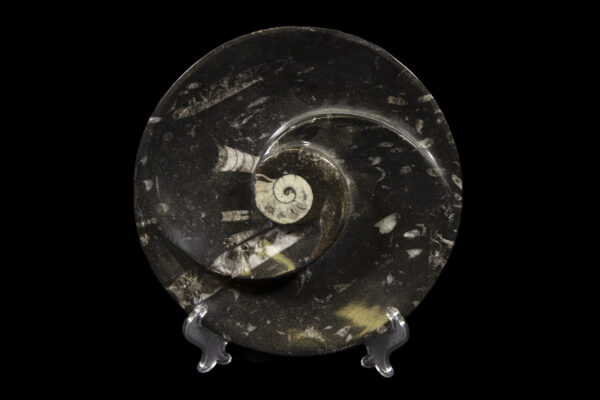 Black Ammonite and Orthoceras Round Spiral Dish propped up for display