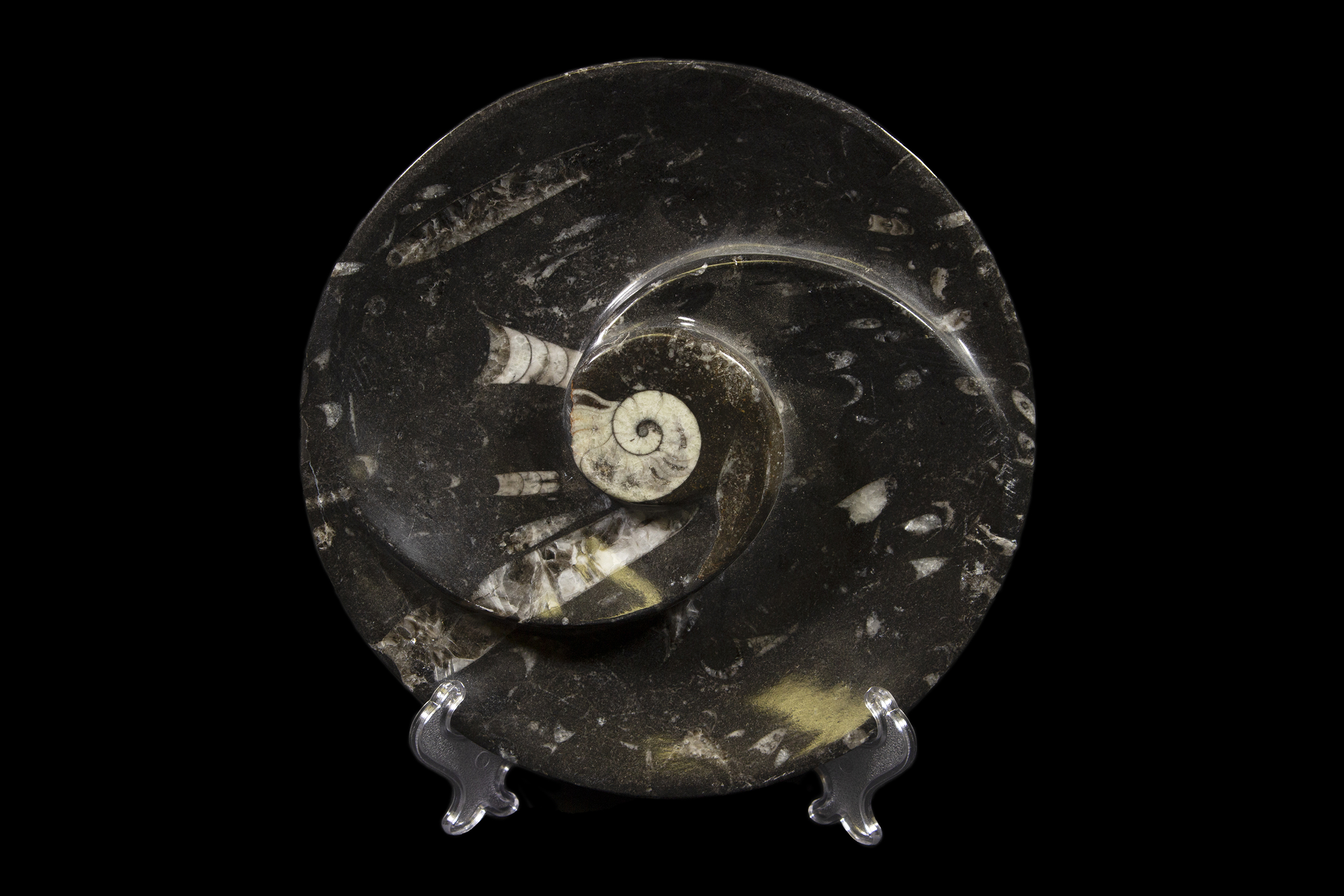 Black Ammonite and Orthoceras Round Tray