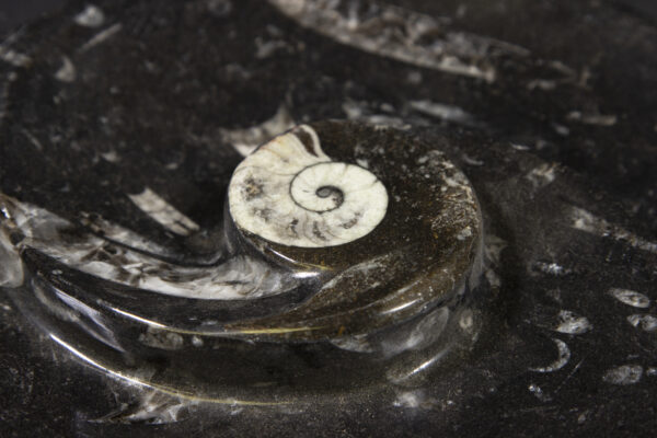 Black Ammonite and Orthoceras Round Spiral Dish close view