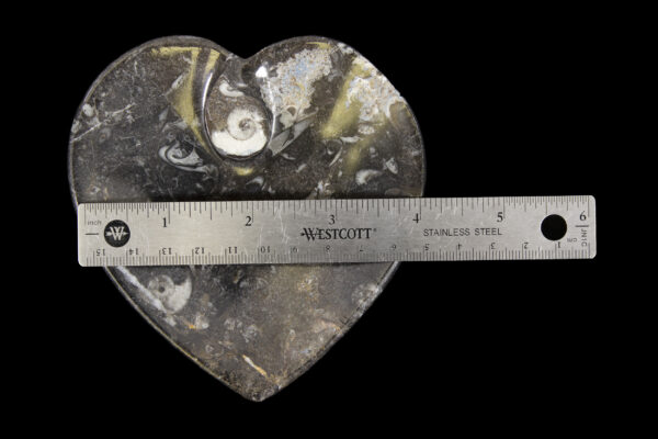 Black Heart Shaped Ammonite and Orthoceras Dish with ruler for size
