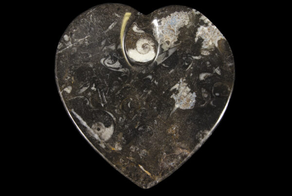 Black Heart Shaped Ammonite and Orthoceras Dish